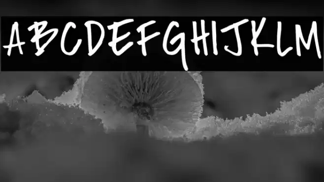 Fh_Nicole Font examples