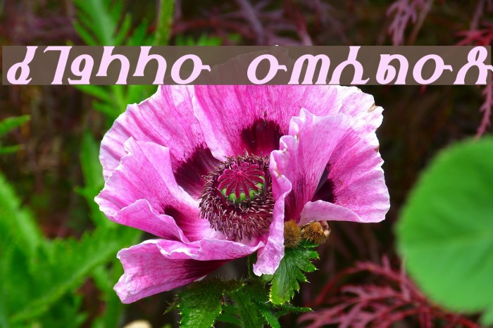 Fhokki Italic Example 2