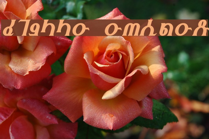 Fhokki Italic Example 3