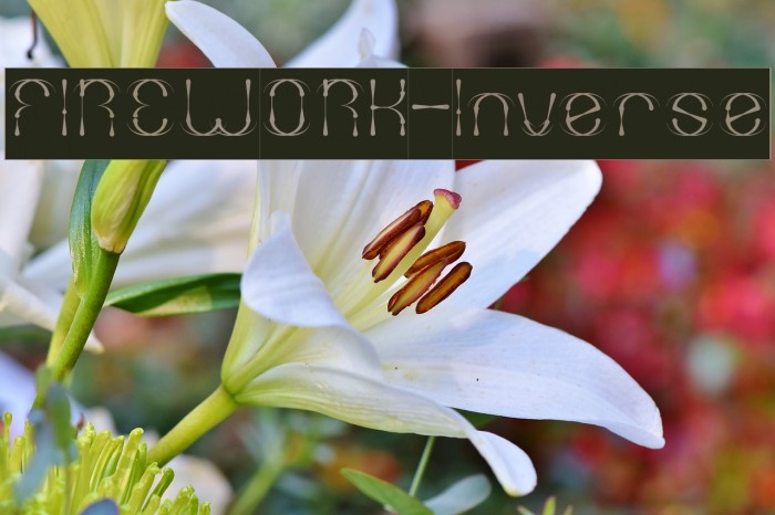 FIREWORK-Inverse Example 3