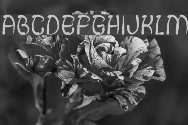 FISH BONE-Light Font examples