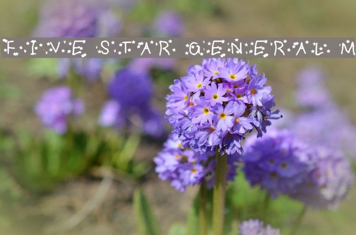 FIVE STAR GENERAL Medium Font examples