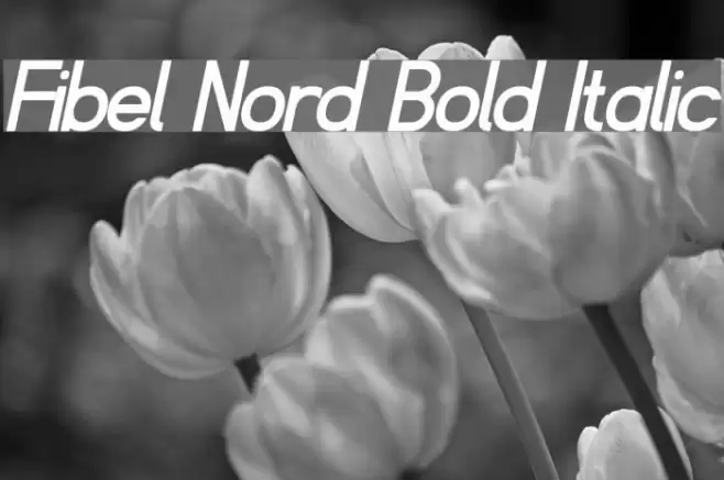 Fibel Nord Bold Italic Font examples