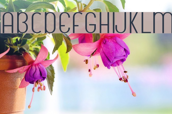 Ficus Font examples