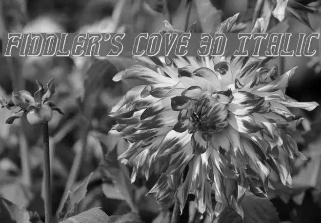 Fiddler's Cove 3D Italic Font examples