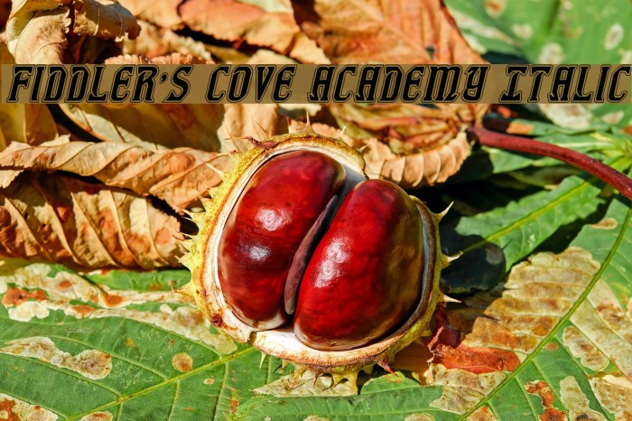 Fiddler's Cove Academy Italic Font examples