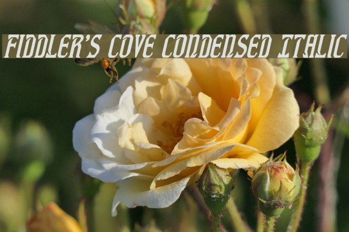 Fiddler's Cove Condensed Italic Font examples