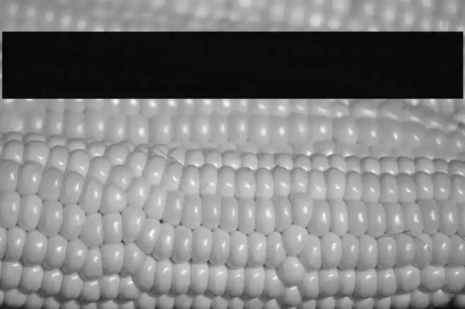 Fidelity Contrasts Single Line  Font examples