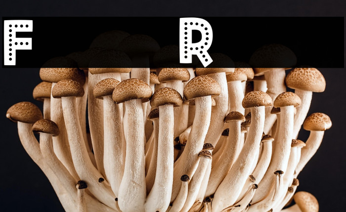 Fiesta Rumba Example 3