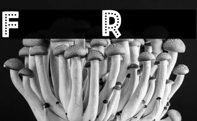 Fiesta Rumba Fuentes examples