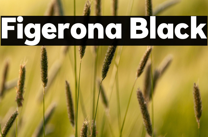 Figerona Black Example 1