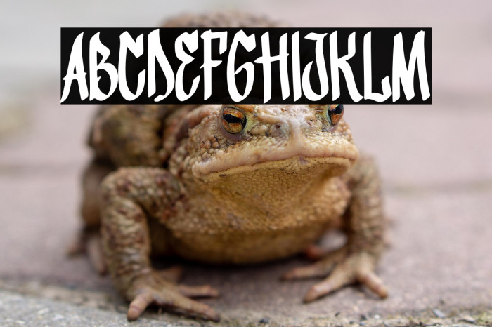 Fighter Bloom Example 1