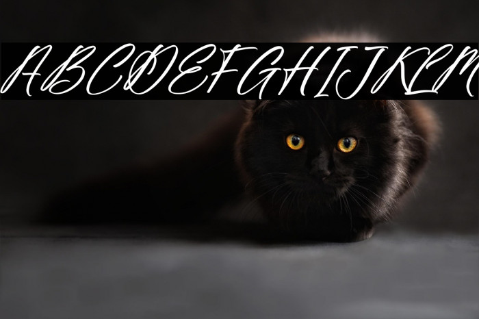 Fighterland Script Italic Example 2