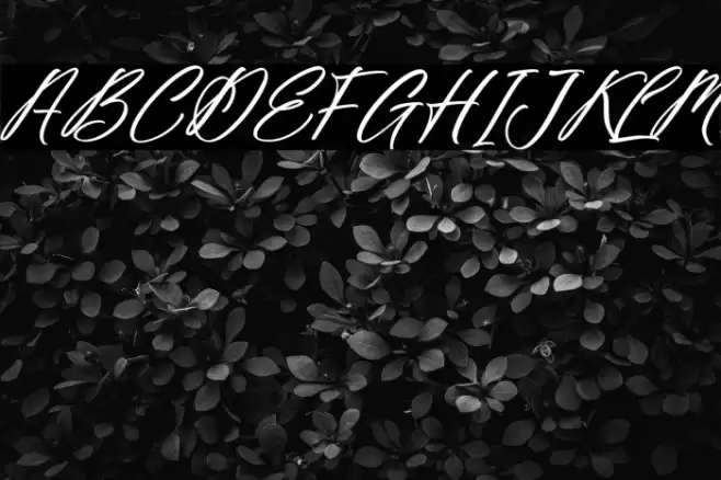 Fighterland Script Italic Font examples