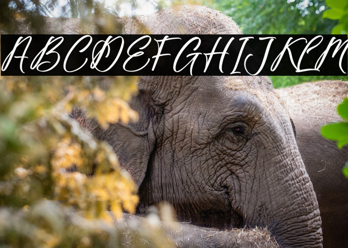 Fighterland Script Example 1