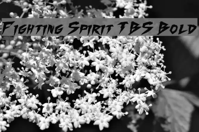 Fighting Spirit TBS Bold Font examples