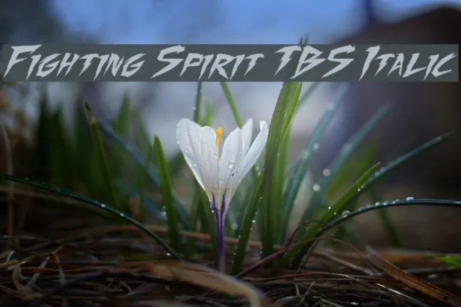 Fighting Spirit TBS Italic Example 1