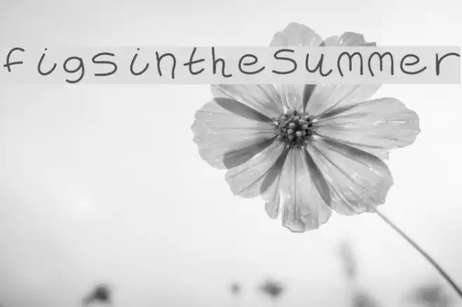 FigsintheSummer Font examples