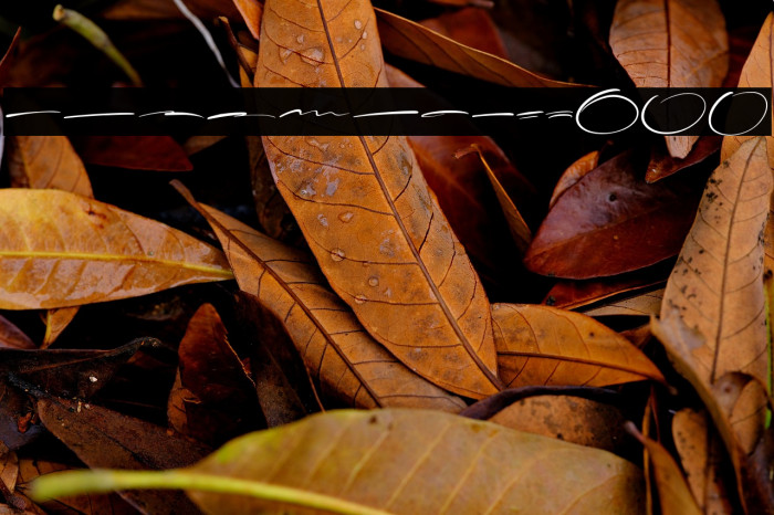 FillateSwash Example 3