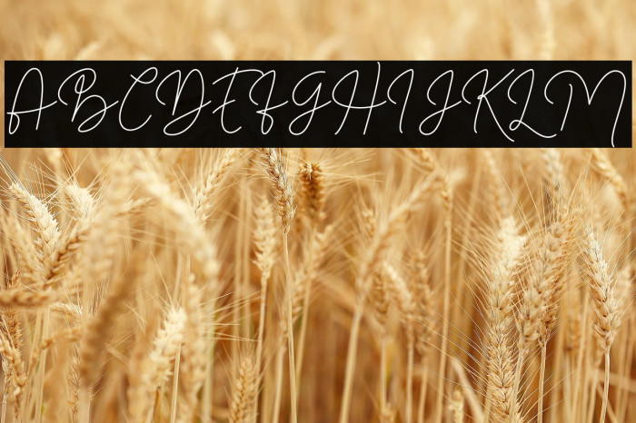 Filosofia Script Example 3