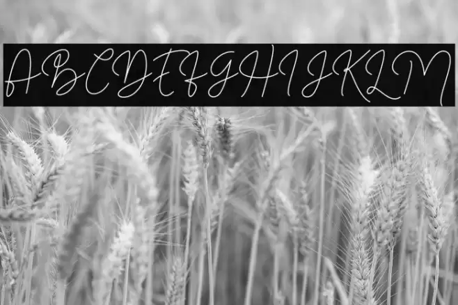 Filosofia Script Polices examples