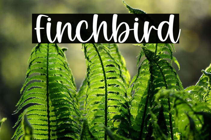 Finchbird Example 3