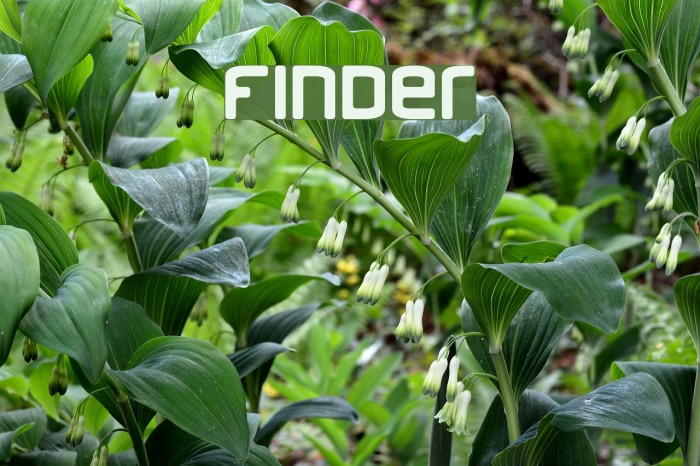 Finder Шрифта examples