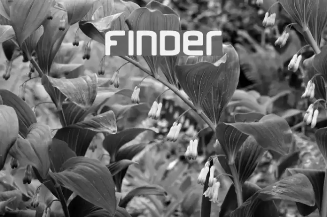 Finder Шрифта examples