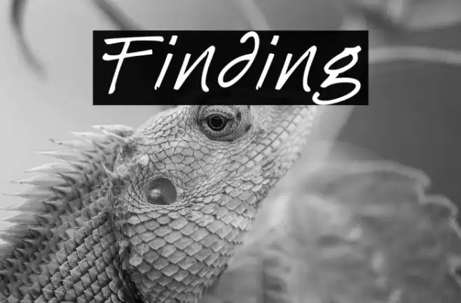 Finding Schriftart examples