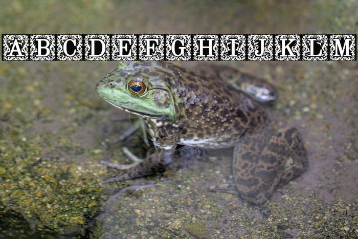 Fine Books Example 1