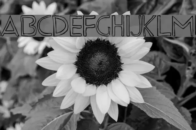 Fine LineRegular Font examples