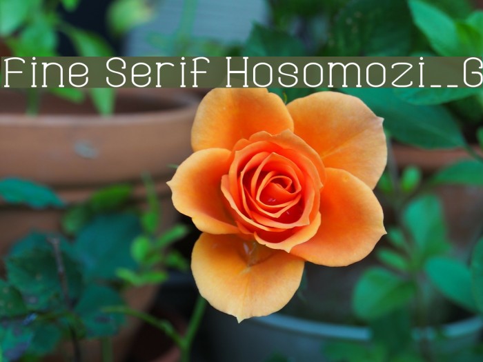 Fine Serif Hosomozi__G Font examples
