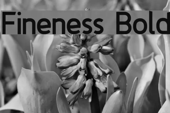 Fineness Bold Font examples