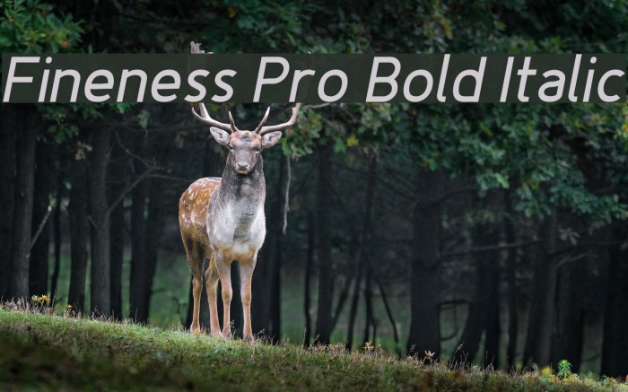 Fineness Pro Bold Italic Font examples