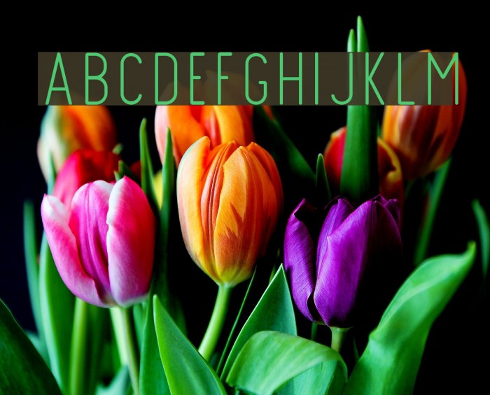 FinlandRounded-Thin Font examples