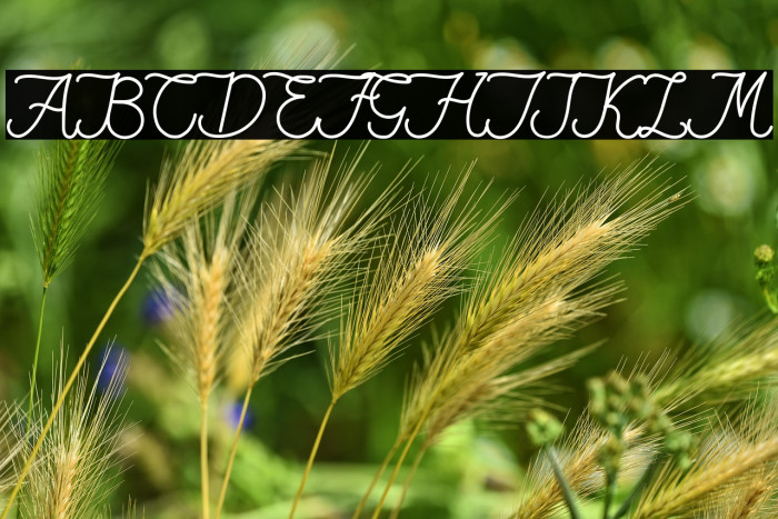 Fiona Lattina Example 2