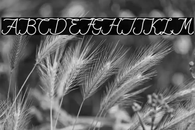 Fiona Lattina Font examples