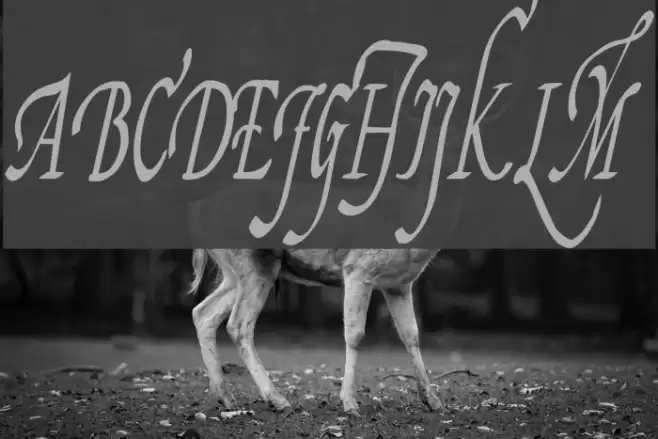 Fiorenza II Font examples