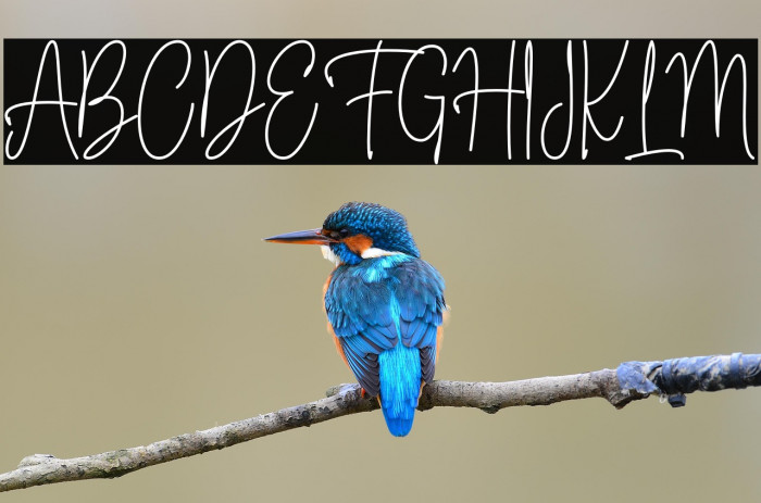 Fioretta Millano Example 2