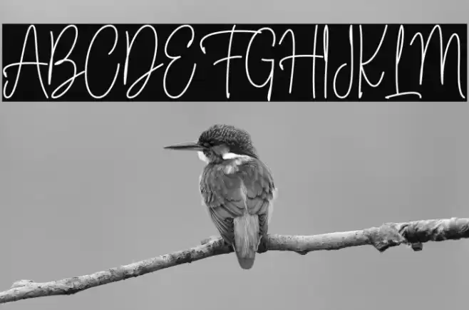 Fioretta Millano Font examples