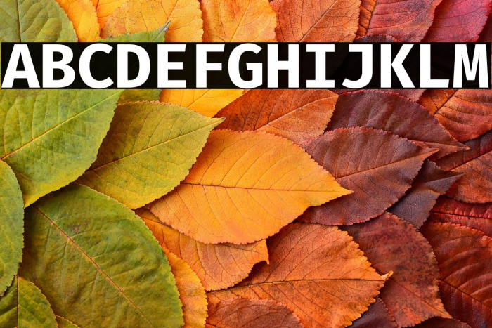 Fira Code Bold Example 3