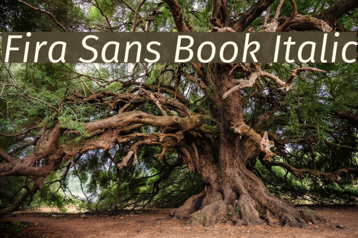 Fira Sans Book Italic Fonte examples