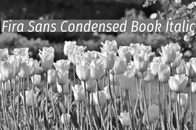 Fira Sans Condensed Book Italic Font examples