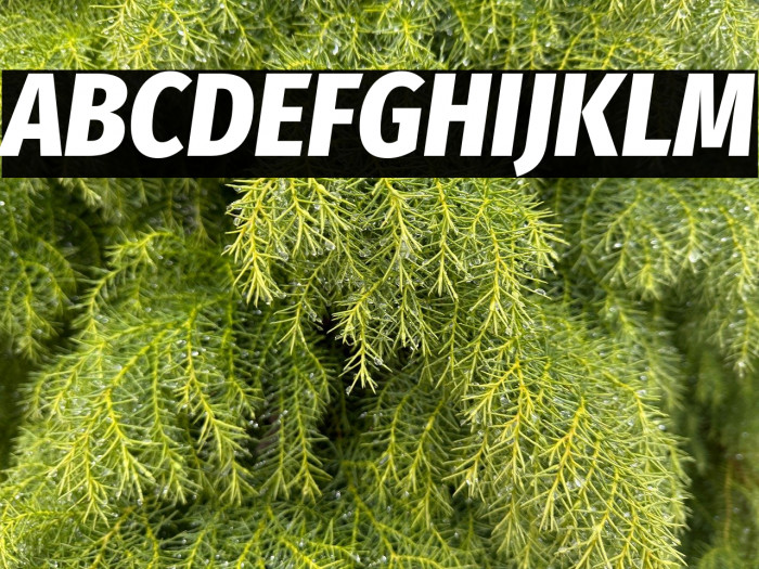 Fira Sans Condensed ExtraBold Italic Example 3