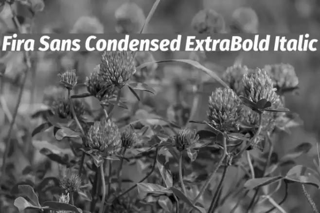 Fira Sans Condensed ExtraBold Italic Font examples