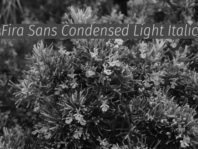 Fira Sans Condensed Light Italic Font examples