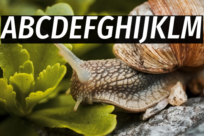 Fira Sans Condensed Medium Italic Example 2