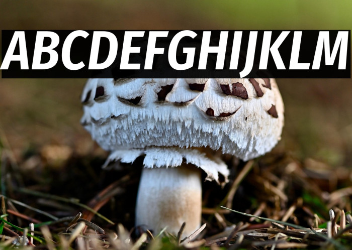 Fira Sans Condensed SemiBold Italic Example 1