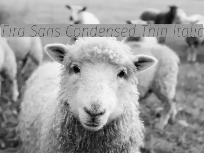 Fira Sans Condensed Thin Italic Font examples