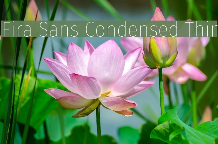 Fira Sans Condensed Thin Font examples